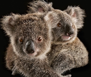 Dwa, Koala, Misie