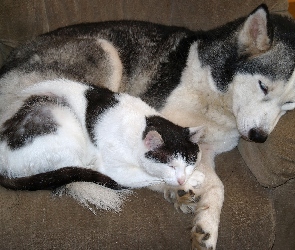 Śpiący, Siberian Husky, Pies, Kot