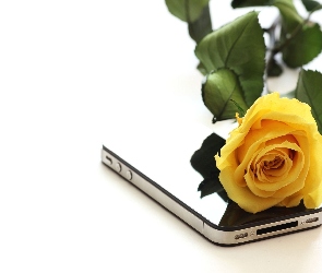 Róża, Telefon, Żółta