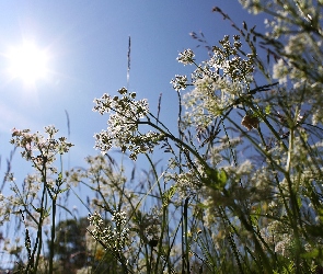 Słońce, Niebo, Kwitnąca, Trawa