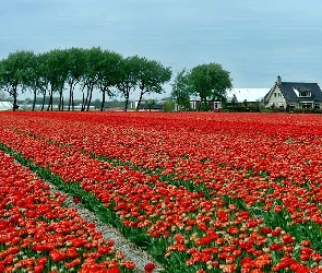 Holandia, Tulipany, Pole