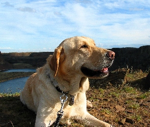 Pies, Labrador Retriever