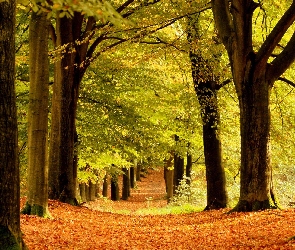 Jesień, Ścieżka, Las, Drzewa