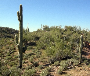 Wickenburg, Arizona, Pustynia