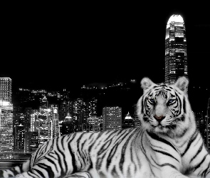 Tygrys, Miasto, Biały