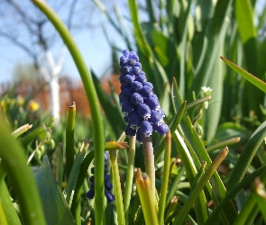 Grono, Kwiatków, Gęste