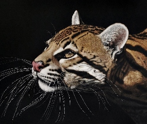 Ocelot, Głowa, Wąsy