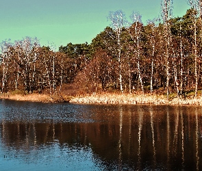 Jezioro, Przedwiośnie
, Las