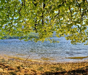 Drzewa, Liście, Jezioro, Gałęzie