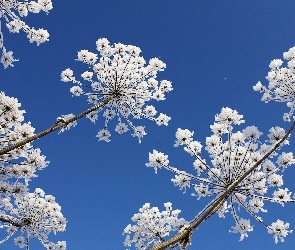 Badyle, Szadź, Suche