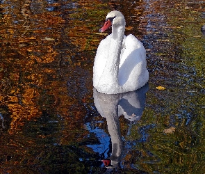 Woda, Jesień, Łabędź