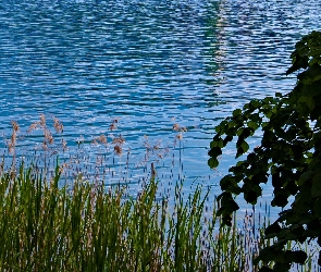 Trawy, Szuwary, Jezioro