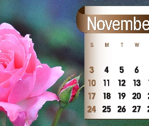 2013r, Listopad, Kalendarz, Róża