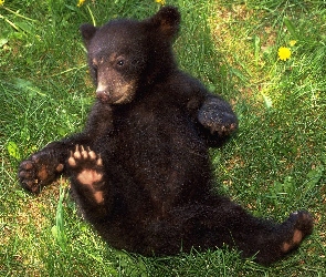 Mały, Grizzly