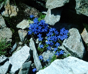 Goryczka, Kamienie
