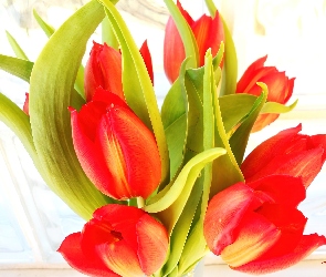 Czerwony, Bukiet, Tulipany