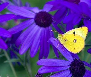 Motyl, Żółty, Fioletowe, Kwiaty