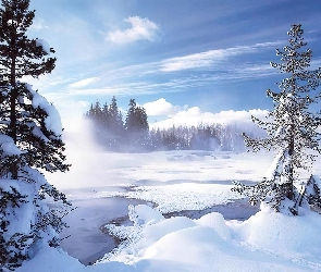 Śnieg, Drzewa