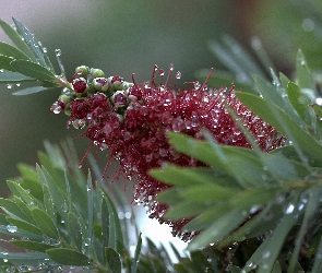 Rosy, Krople, Roślina, Kwiat