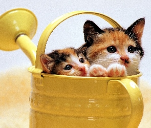 Kotki, Konewka, Dwa
