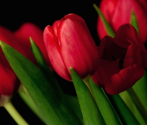 Czerwone, Tulipany