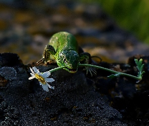 Jaszczurka, Kwiatek