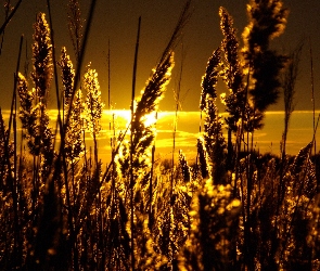 Zachód, Trawy, Słońca