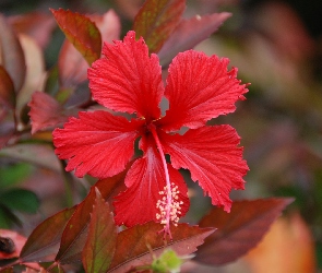 Czerwony, Hibiskus