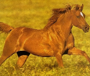 Kasztanowy, Galop, Łąka, Konik