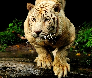 Tygrys, Przyczajony