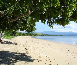 Plaża, Drzewo, Morze