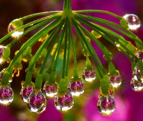 Krople, Roślina, Wody