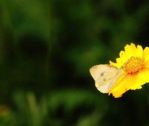 Żółty, Motyl, Kwiatek