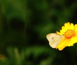 Kwiatek, Motyl, Żółty
