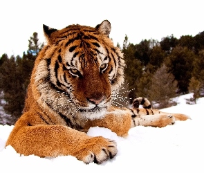 Tygrys, Drzewa, Śnieg