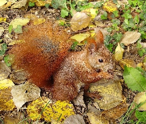 Wiewiórka, Liście