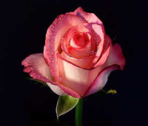 Kwiat, Rosa, Róży