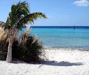 Woda, Palma, Plaża