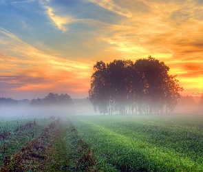 Zachód, Drzewa, Mgła, Słońca