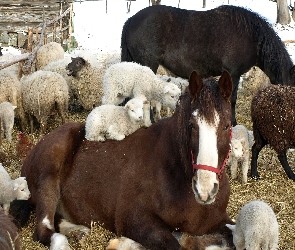 Owce, Zagroda, Konie