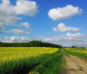 Droga, Rzepak, Wiosna, Pole