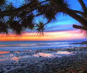 Słońca, Drzewo, Morze, Plaża, Zachód