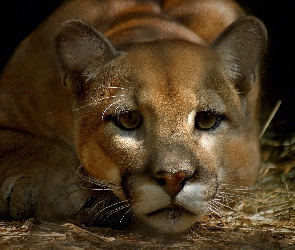 Puma, Odpoczynek