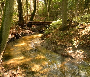 Rzeczka, Mostek, Las
