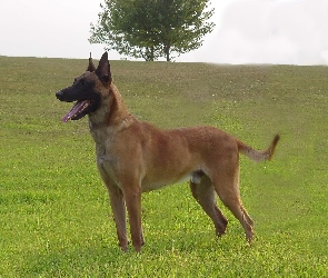 Owczarek belgijski Malinois, drzewo