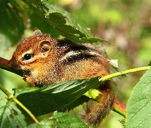 Malutka, Liście, Chipmunk, Wiewiórka