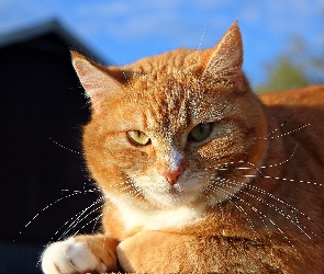 Rudy, Kocur