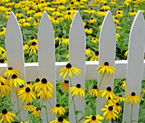 Łąka, Płotek, Rudbekia