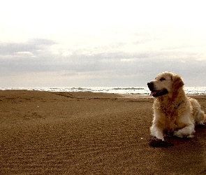Pies, Morze, Plaża, Golden Retriever