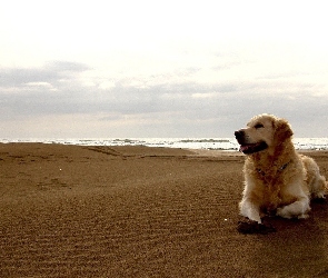Morze, Plaża, Pies, Golden Retriever